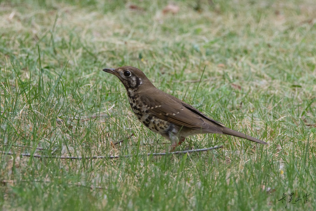 Chinese Thrush - ML657168239