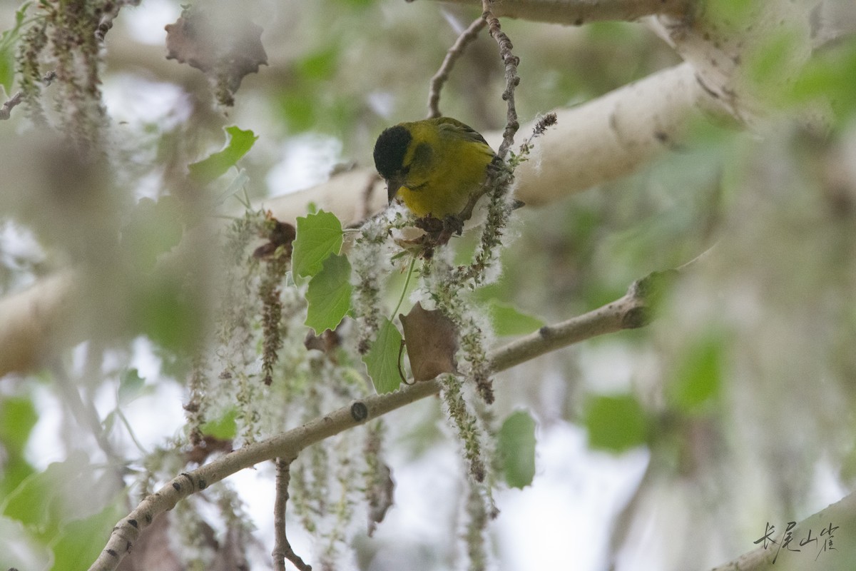 Eurasian Siskin - ML657168247