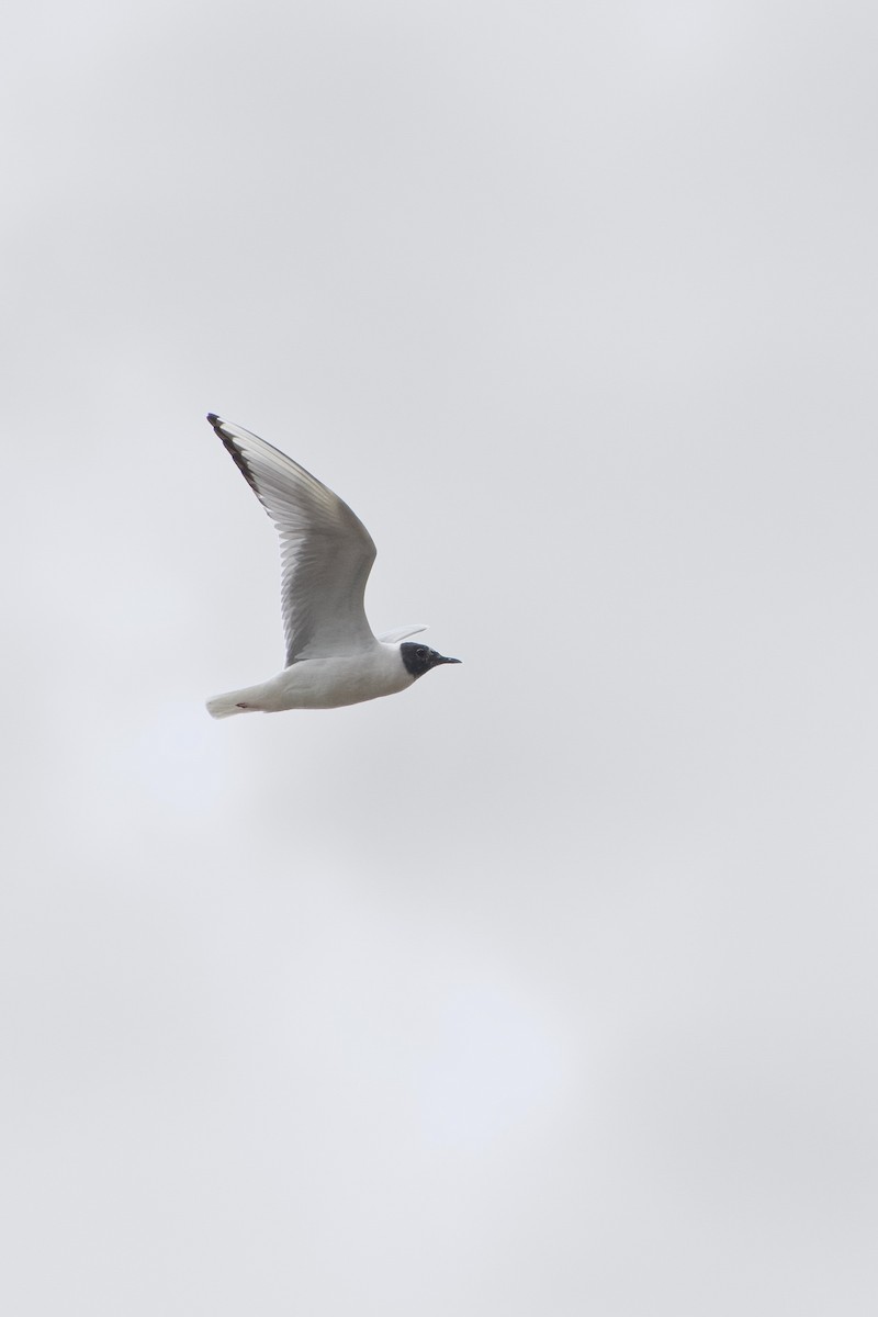 Bonaparte's Gull - ML657168248