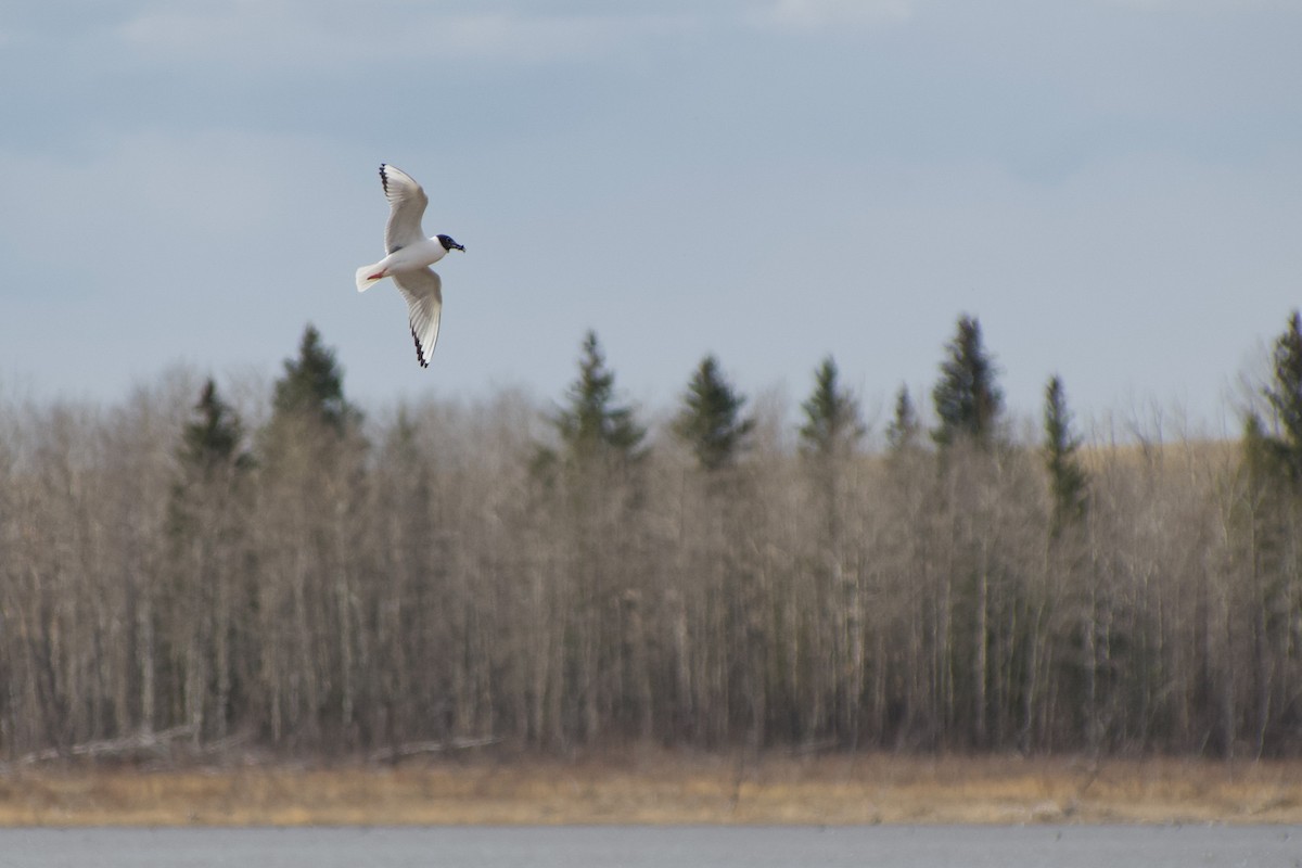 Bonaparte's Gull - ML657168249
