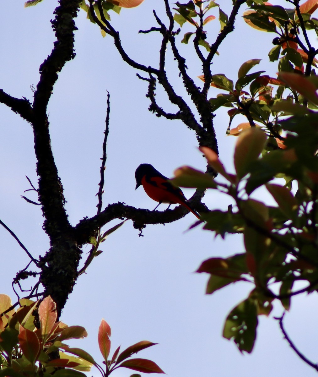 Scarlet Minivet - ML657168250