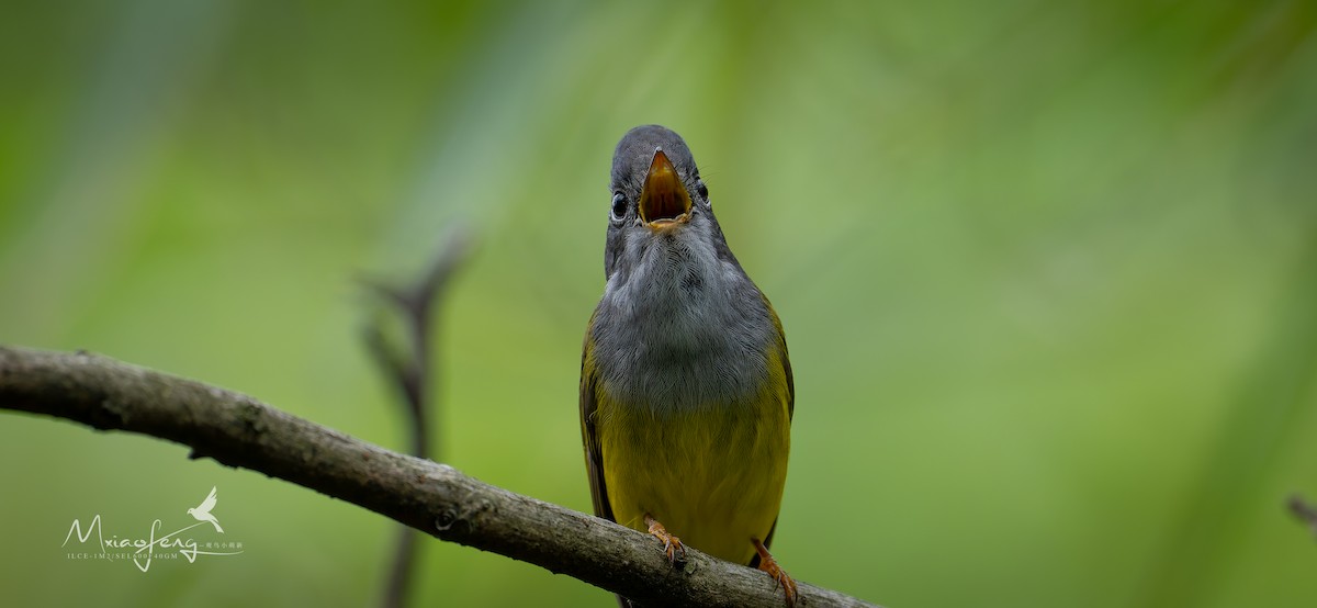 Gray-headed Canary-Flycatcher - ML657168251