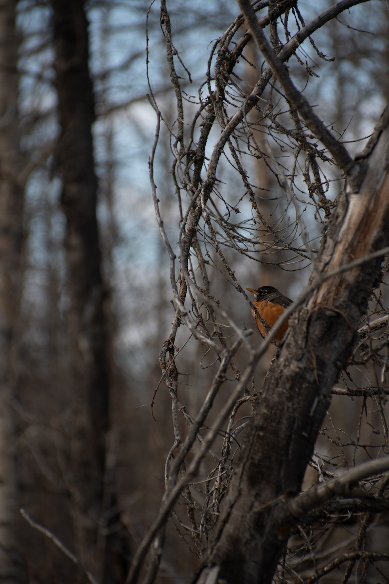 American Robin - ML657168254
