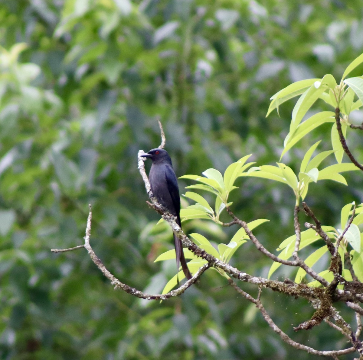 Ashy Drongo - ML657168255