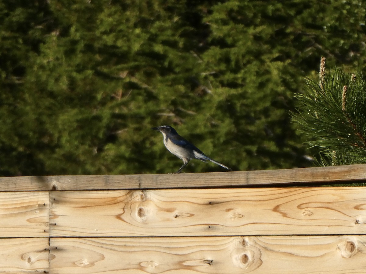California Scrub-Jay - ML657168256