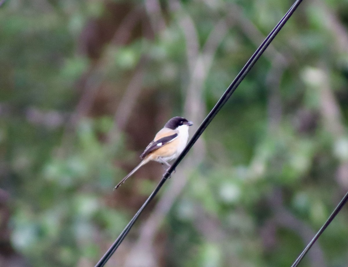 Long-tailed Shrike - ML657168260