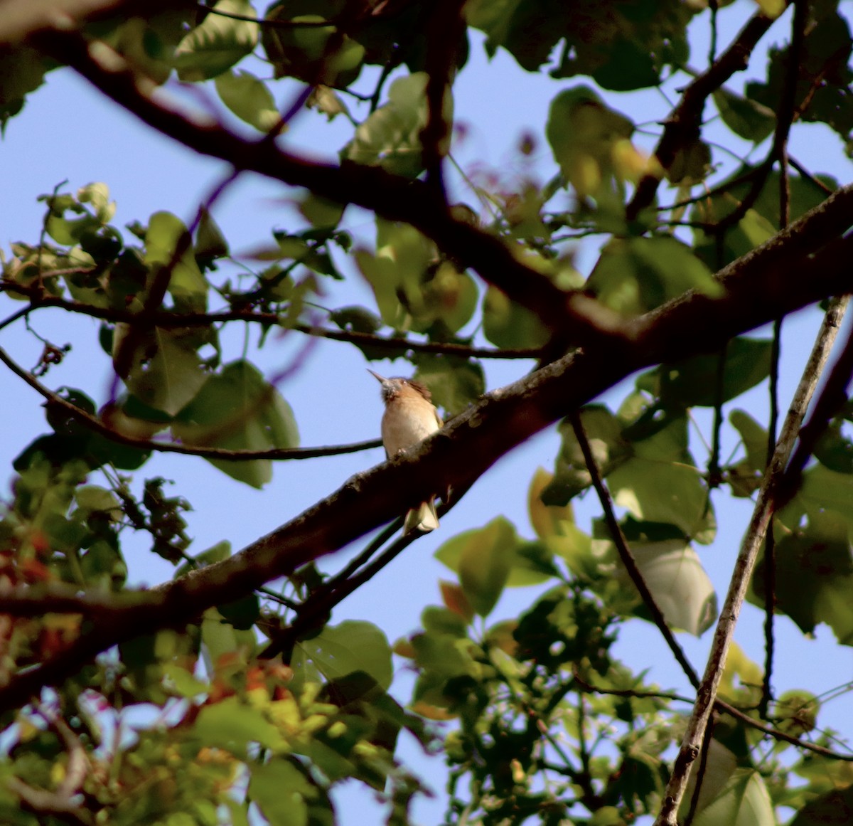 Mountain Bulbul - ML657168267