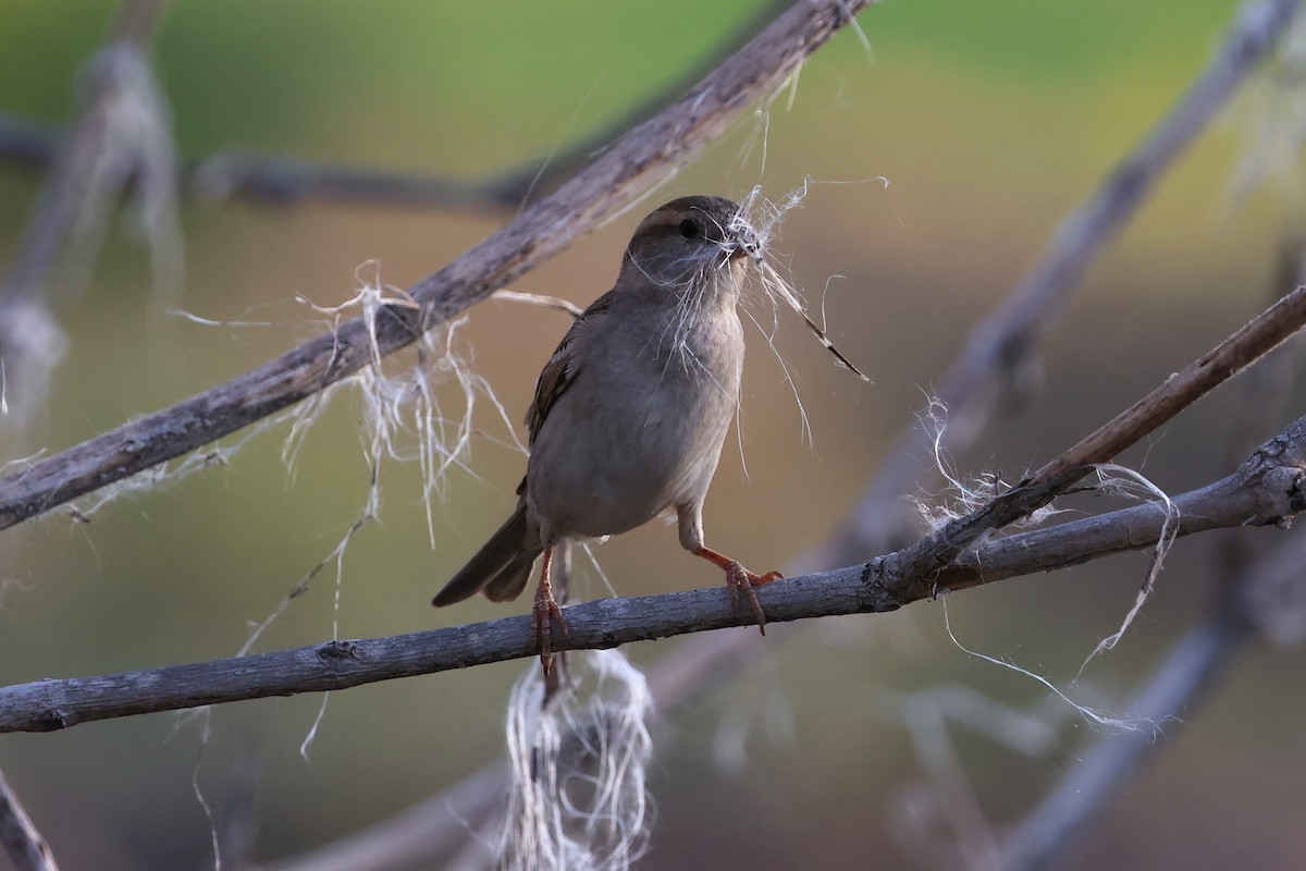 House Sparrow - ML657168268