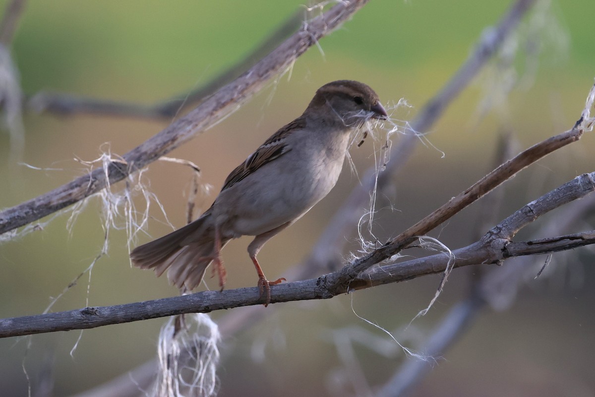 House Sparrow - ML657168269