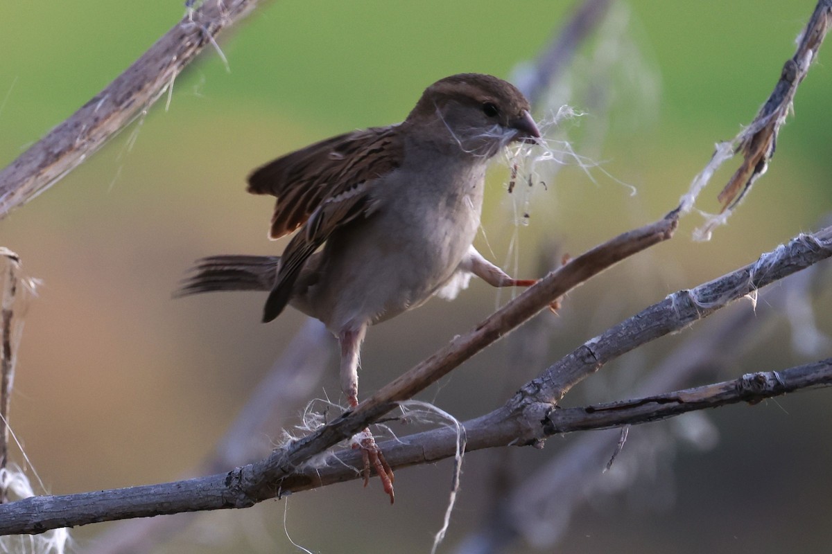 House Sparrow - ML657168270
