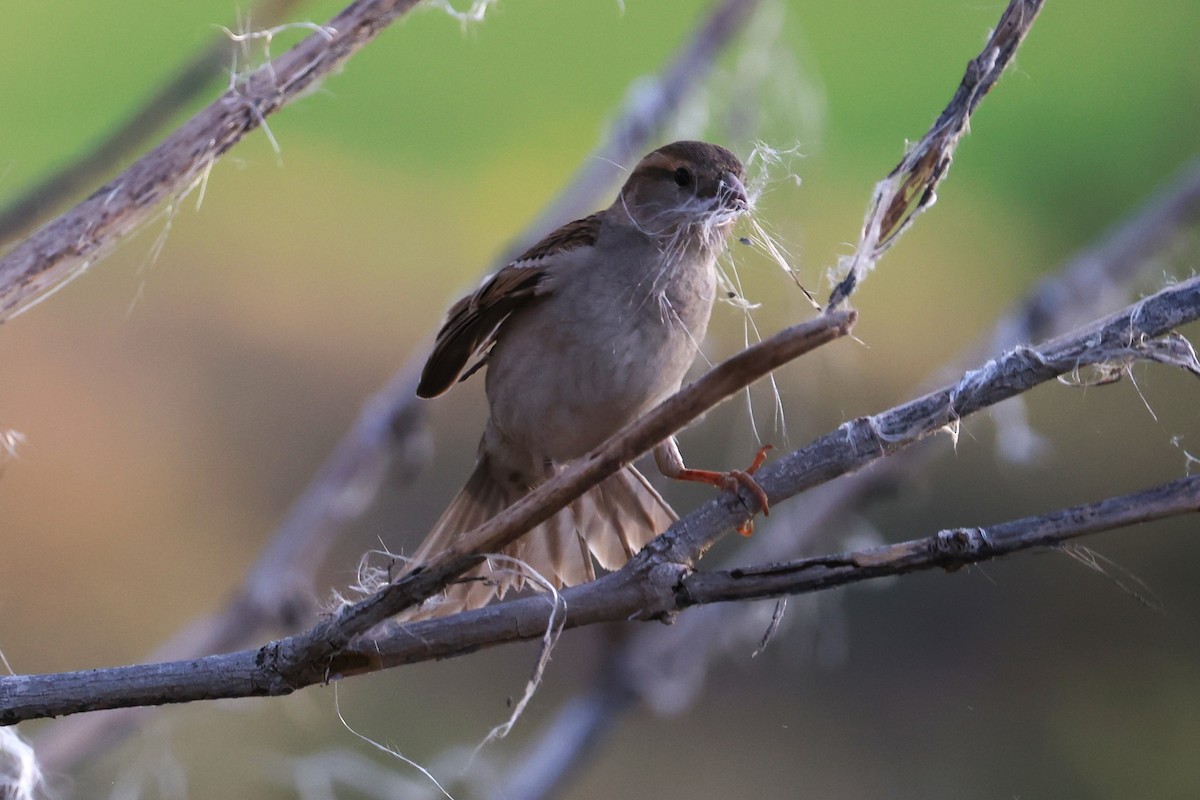 House Sparrow - ML657168271