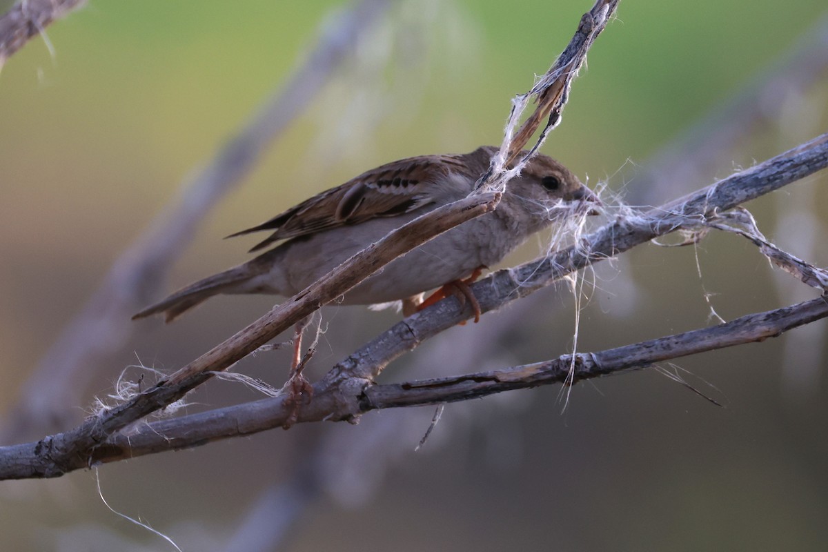 House Sparrow - ML657168272