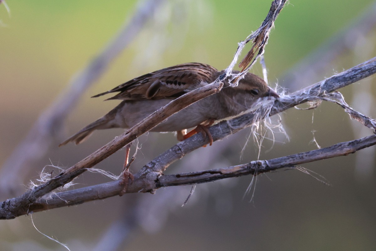 House Sparrow - ML657168273