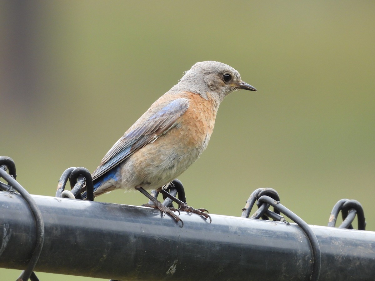 Western Bluebird - ML657168276