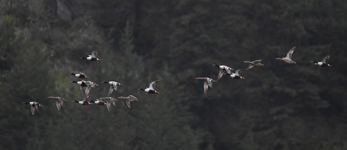 Northern Shoveler - ML657168277
