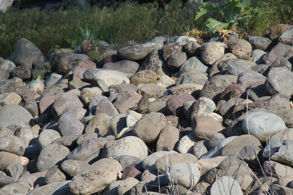 California Quail - ML657168280