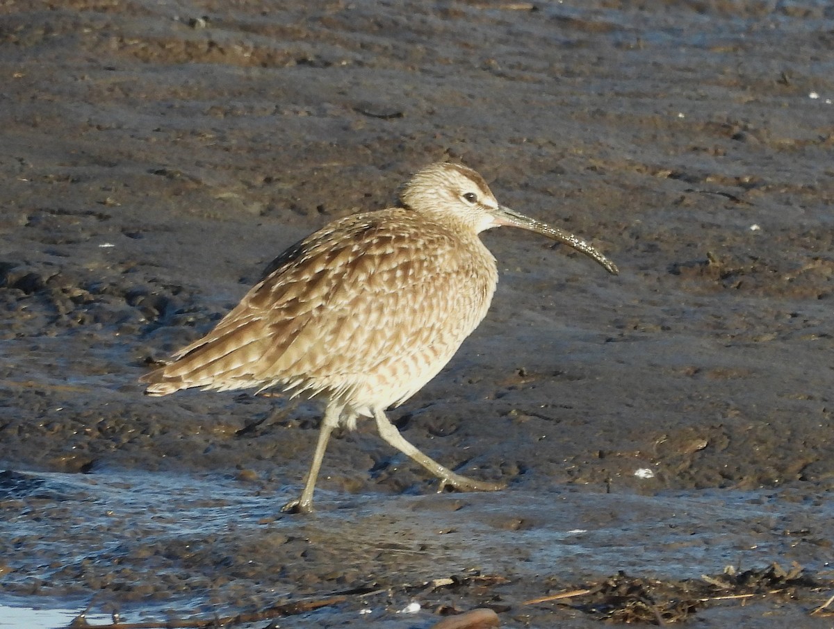 Hudsonian Whimbrel - ML657168282