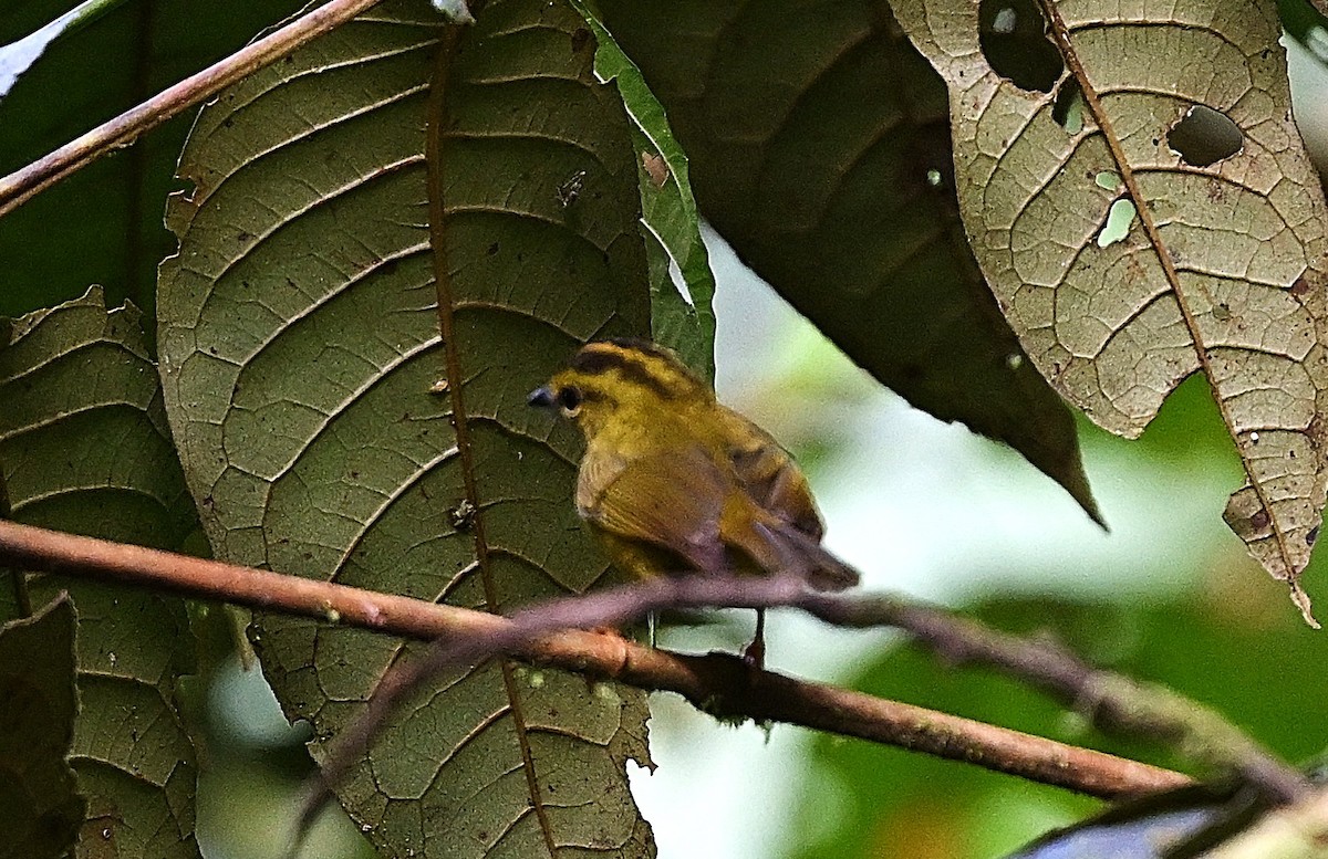 Choco Warbler - ML657168283