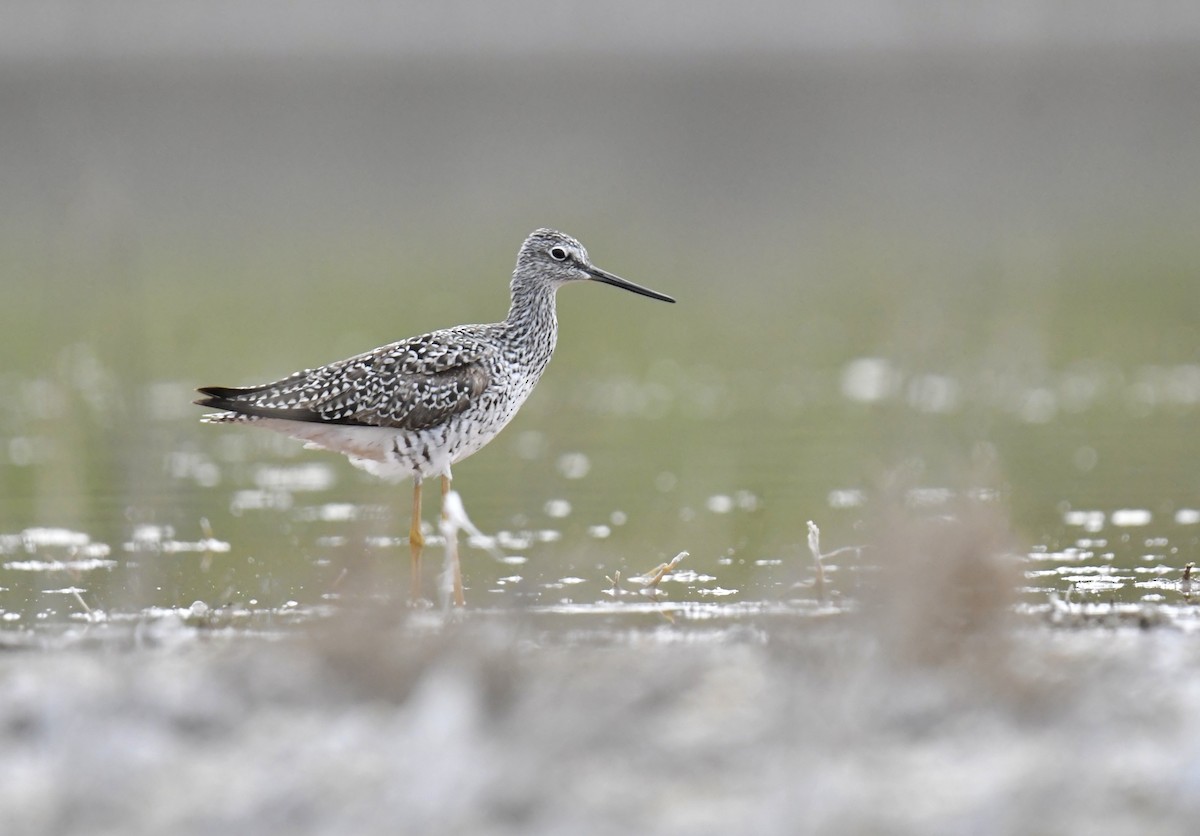 Greater Yellowlegs - ML657168284