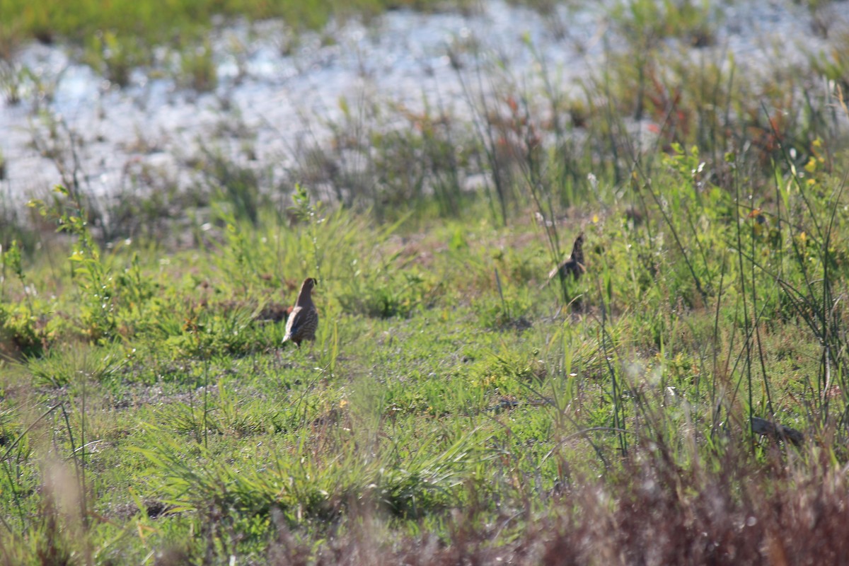 California Quail - ML657168285