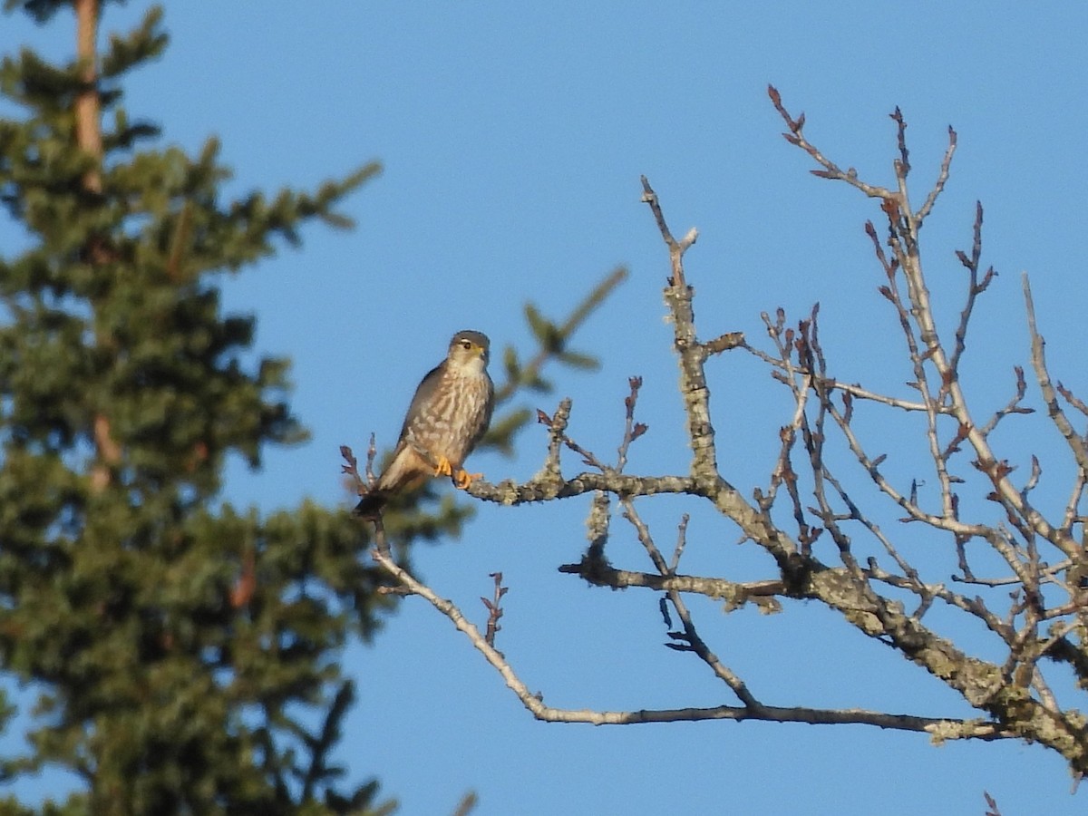 Merlin - ML657168286