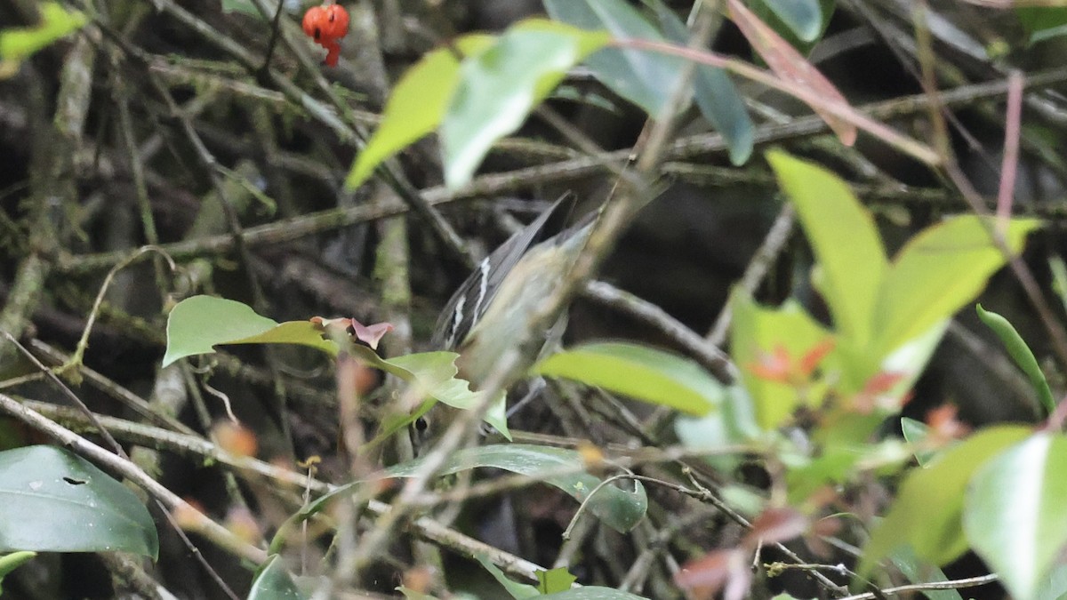 Bay-breasted Warbler - ML657168350