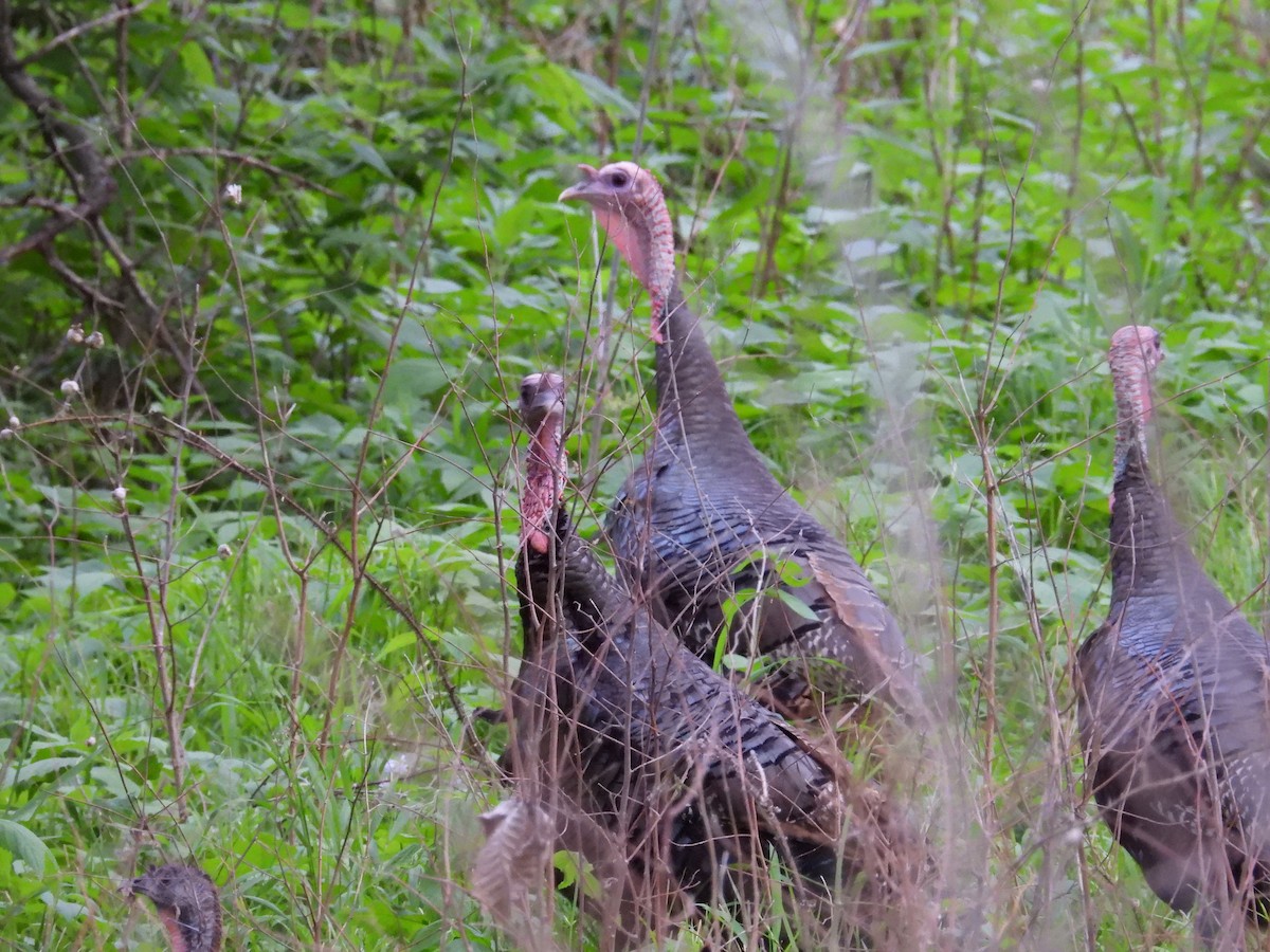 Guajolote Gallipavo - ML657168595