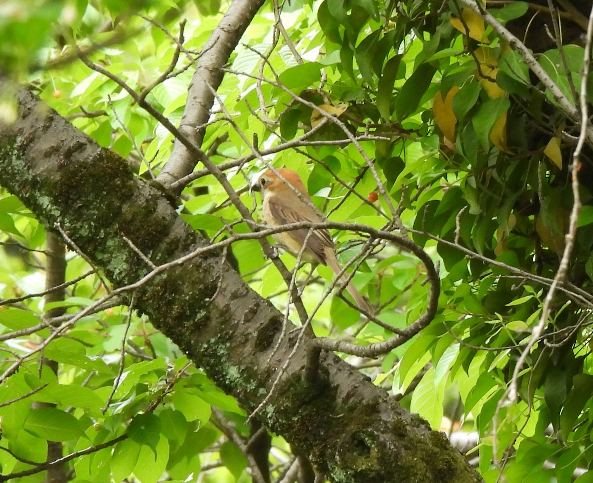 Alcaudón Bucéfalo - ML657168704