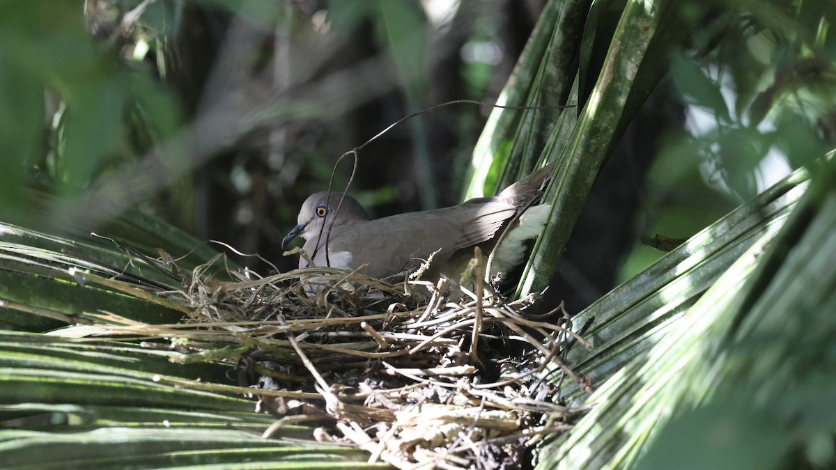 White-tipped Dove - ML657168903