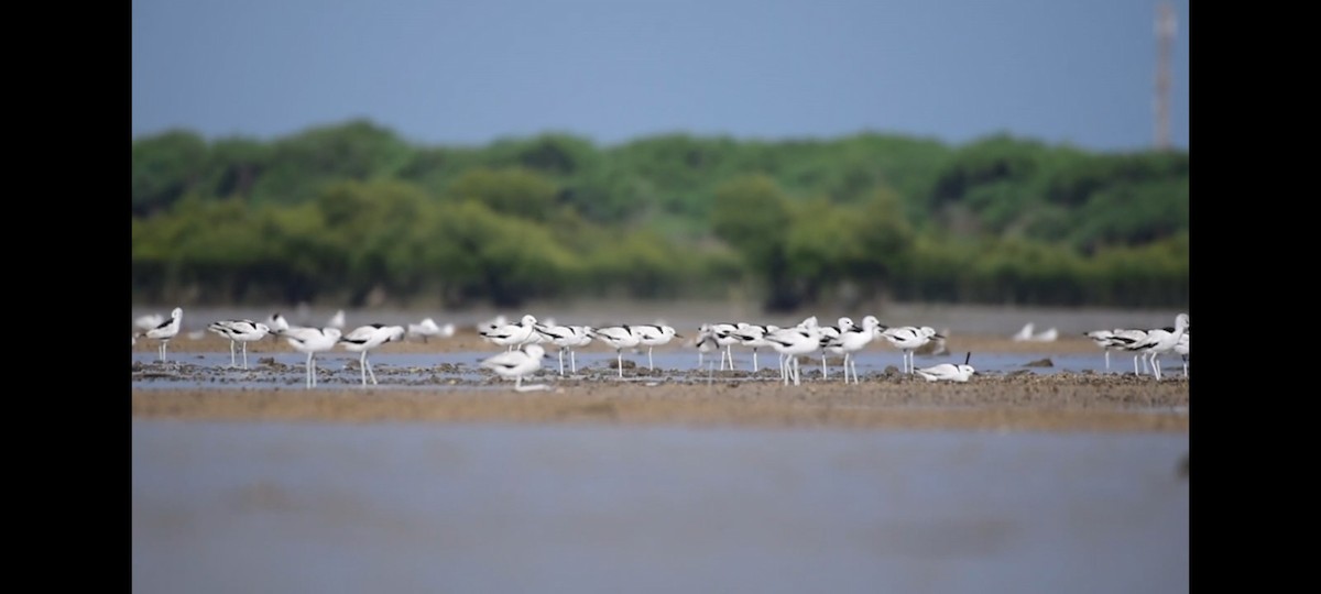 Crab-Plover - ML657169924