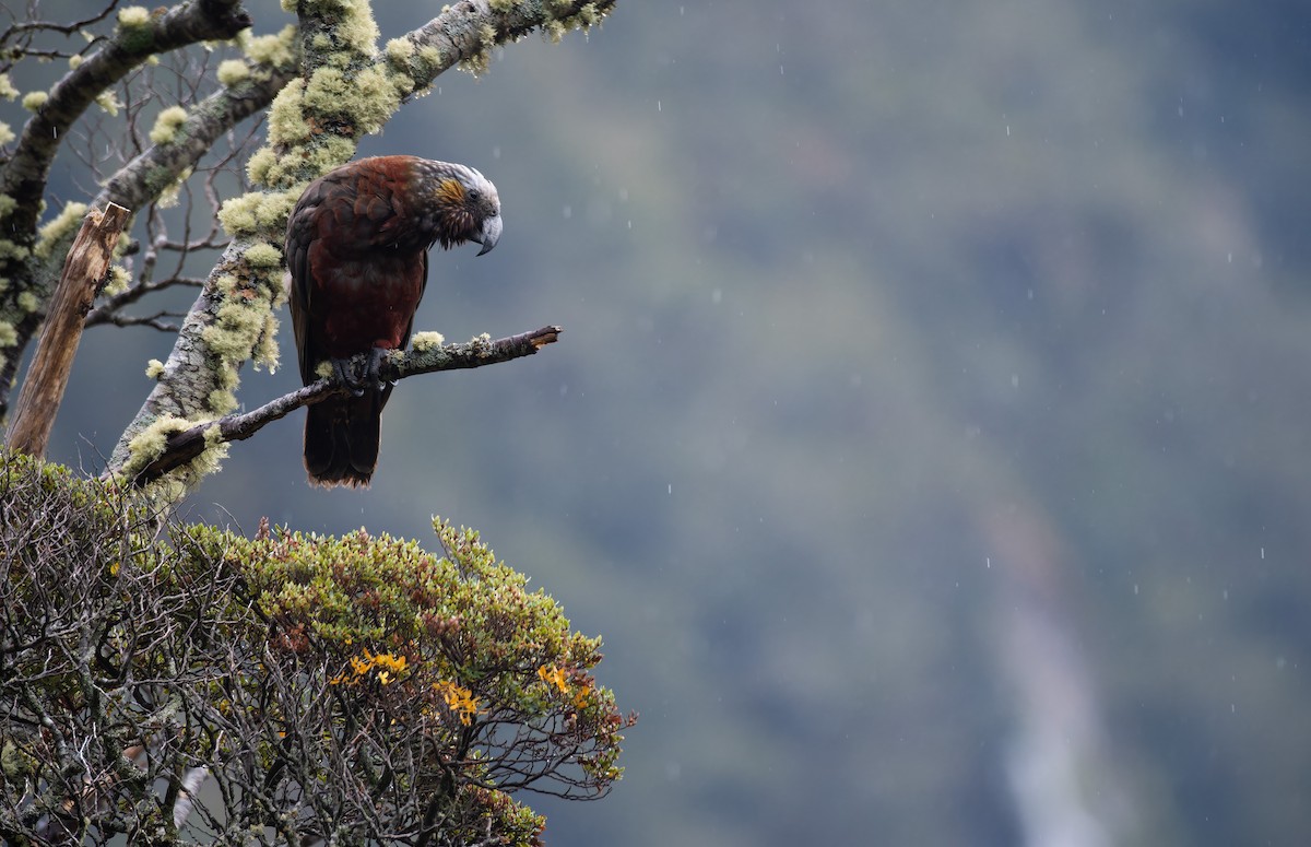 Kaka - ML657170195