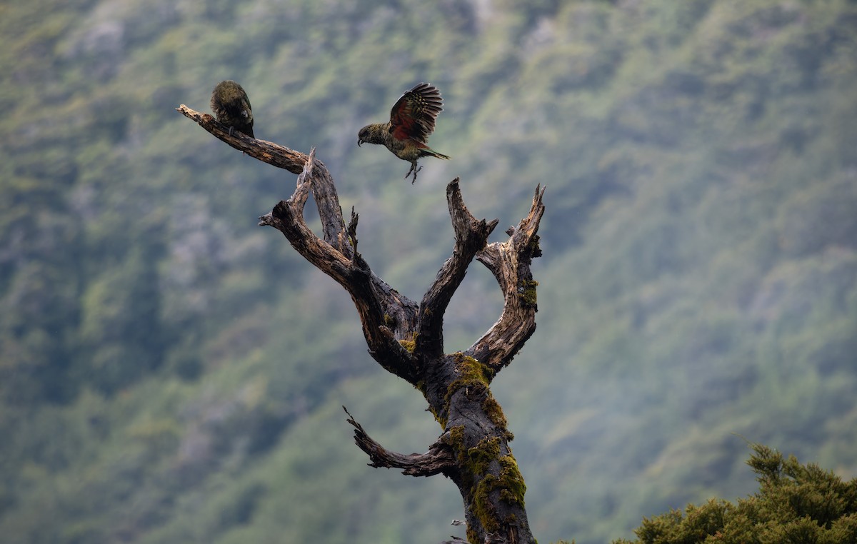 Kea - ML657170197
