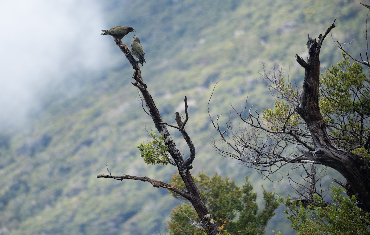 Kea - ML657170198