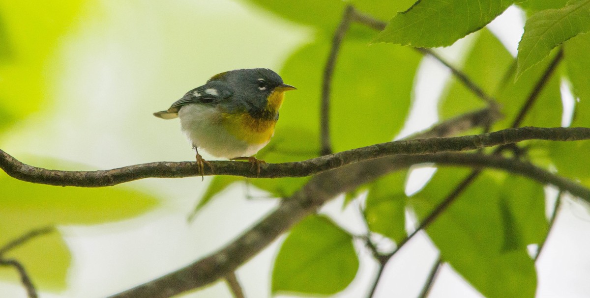 Northern Parula - ML657170553