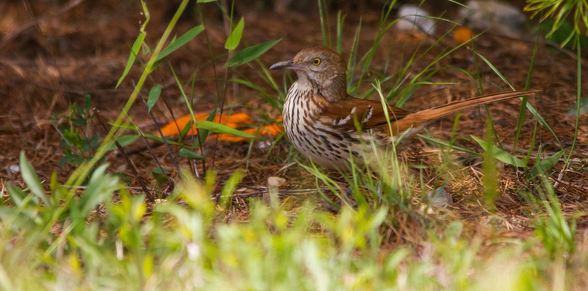 Brown Thrasher - ML657170585