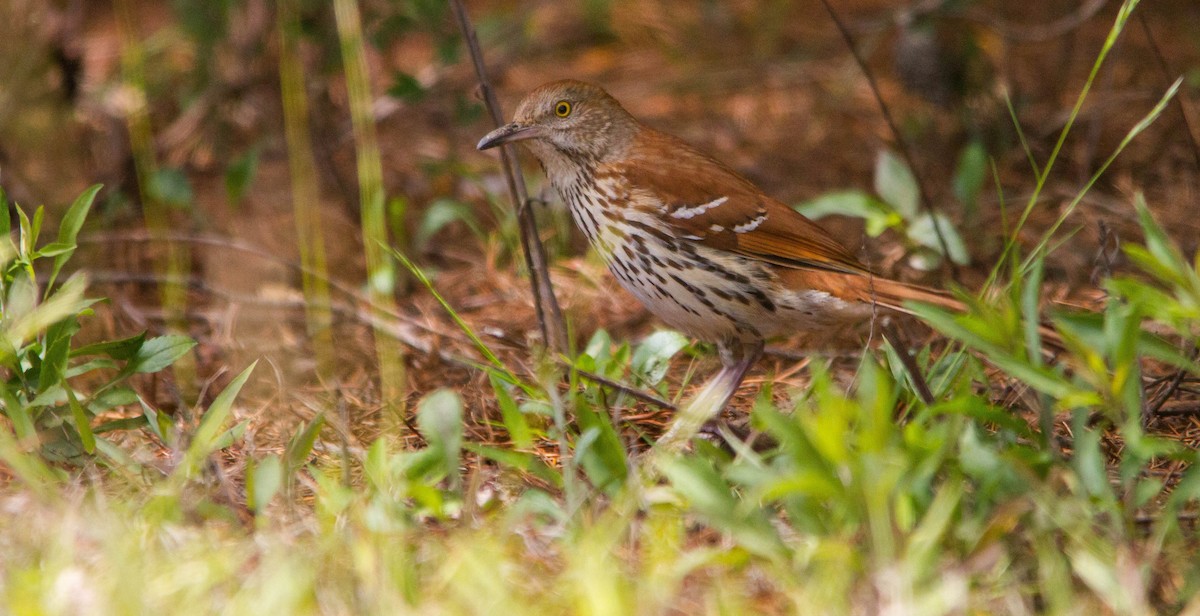 Brown Thrasher - ML657170586