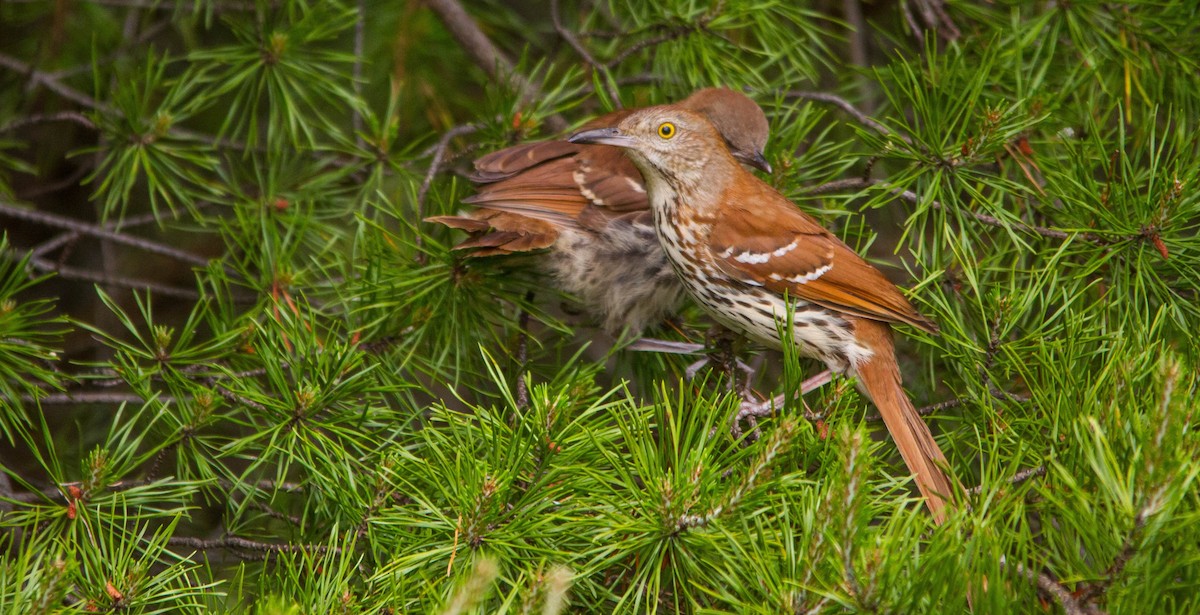 Brown Thrasher - ML657170587