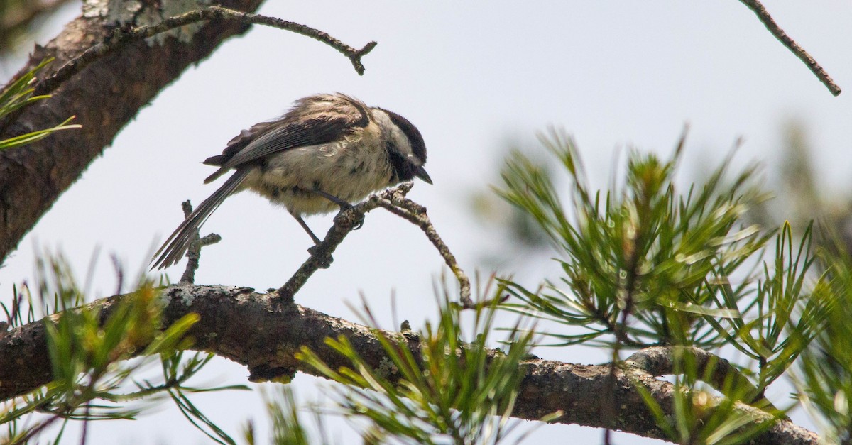 Carolina Chickadee - ML657170602