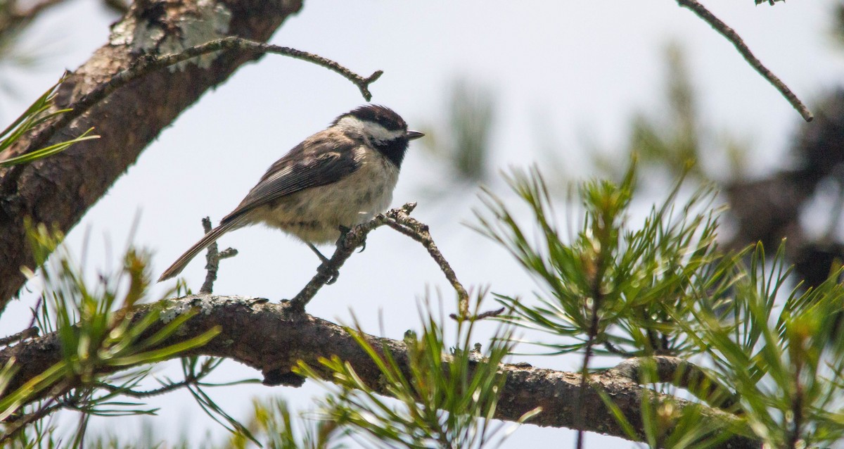 Carolina Chickadee - ML657170603