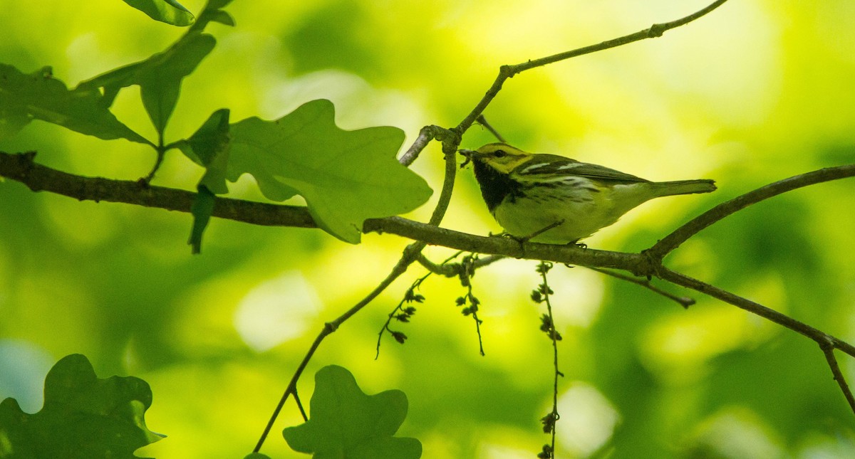 Black-throated Green Warbler - ML657170620
