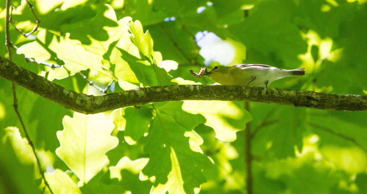 Yellow-throated Vireo - ML657170629