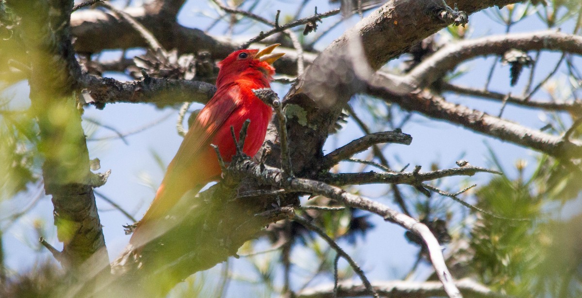 Summer Tanager - ML657170650