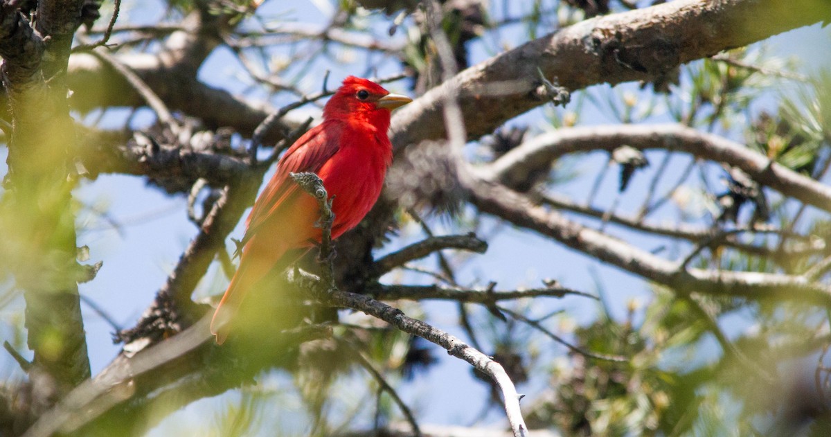 Summer Tanager - ML657170651