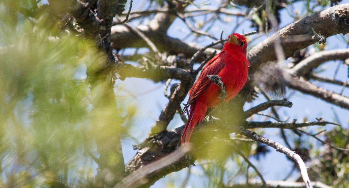 Summer Tanager - ML657170652