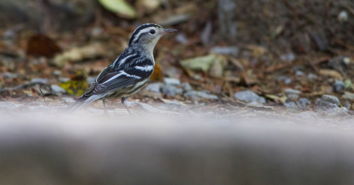 Black-and-white Warbler - ML657170656