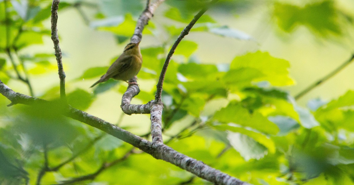 Worm-eating Warbler - ML657170703