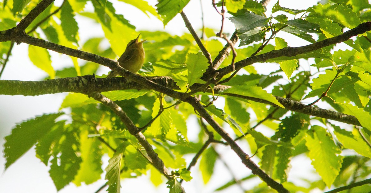 Worm-eating Warbler - ML657170704