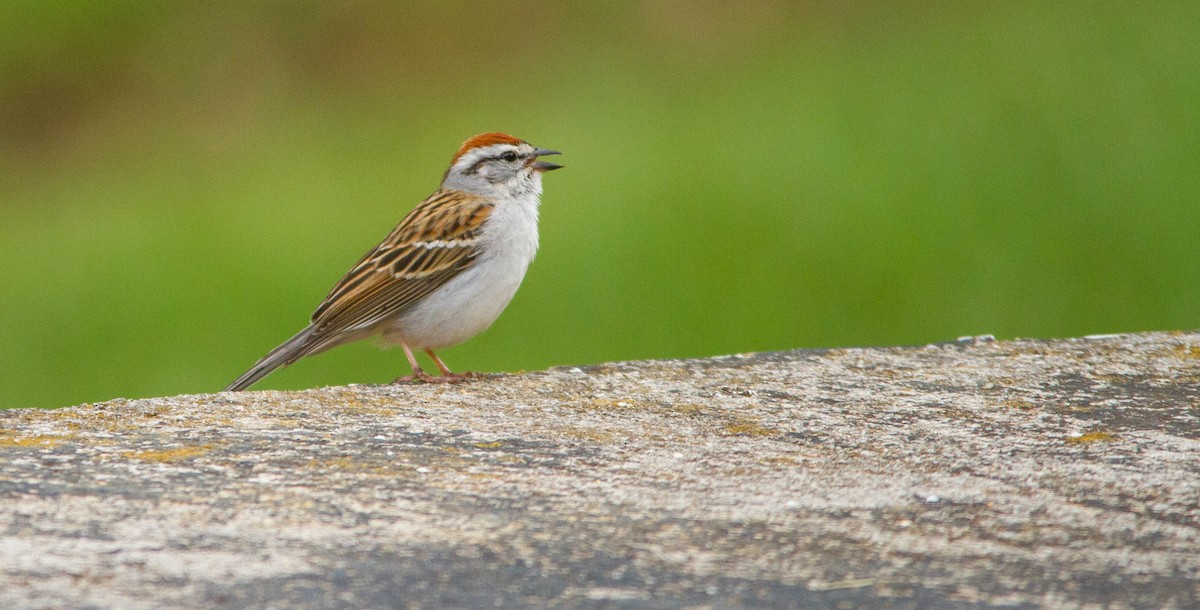 Chipping Sparrow - ML657170730