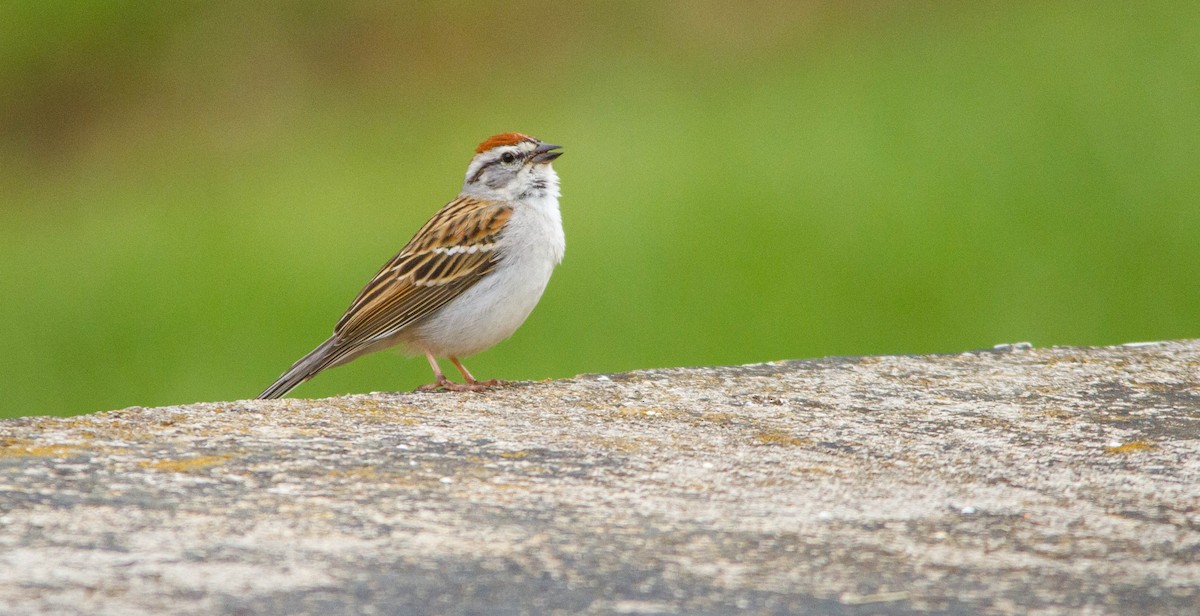 Chipping Sparrow - ML657170731