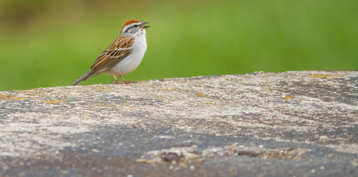 Chipping Sparrow - ML657170732